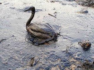 Oil_Drenched_Bird_Gulf_2010