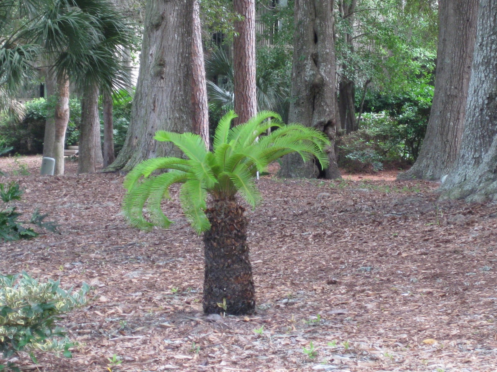 MSealPhoto Baby Palm Tree Hilton Head Island, SC