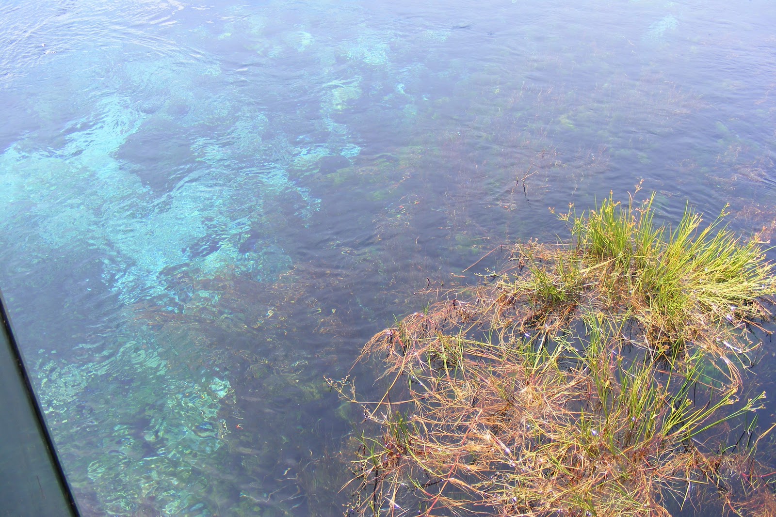 my views of New Zealand Pupu Springs