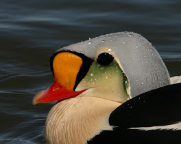 Eider