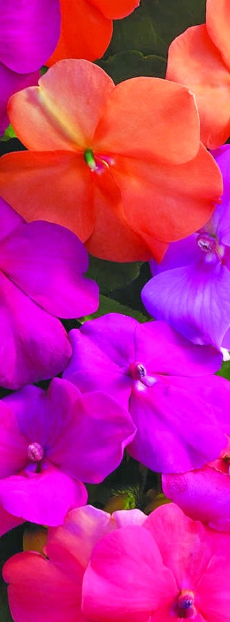 Julian Gardening : PLANTA PACHUCHA