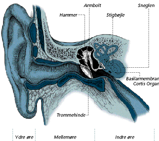 Kroppens biologi: 2010-12-05