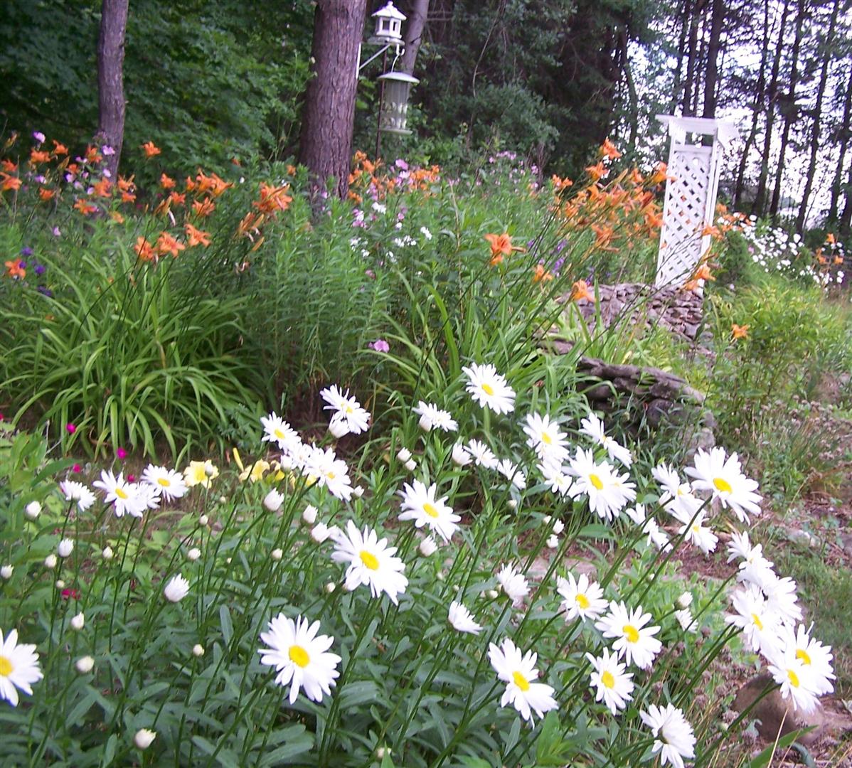 Perennial Passion Shasta Daisies Make Great Centerpieces