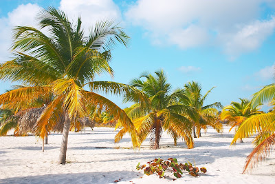 Small beach palm trees