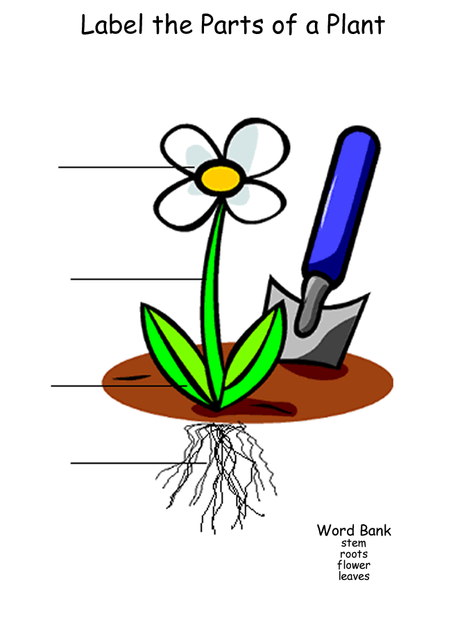 clip art flower parts - photo #40