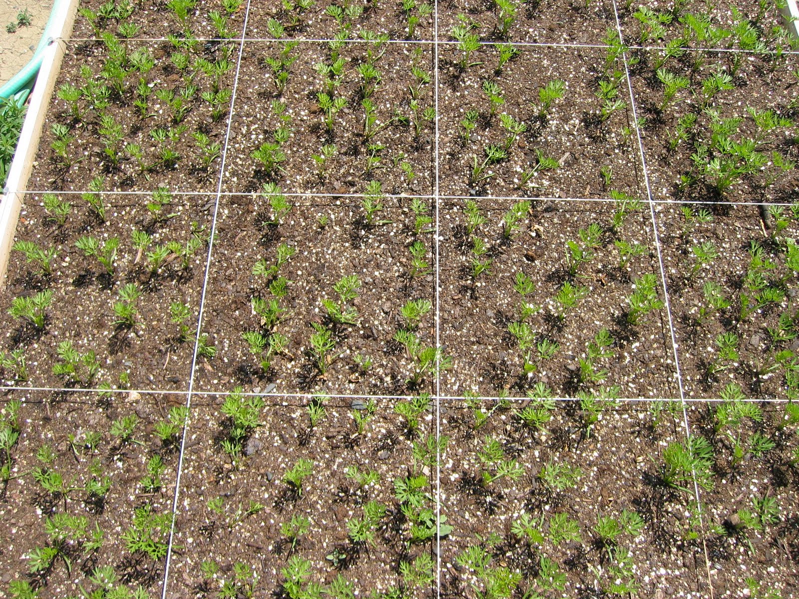 Toni's Square Foot Garden: The last of my yummy garden carrots...