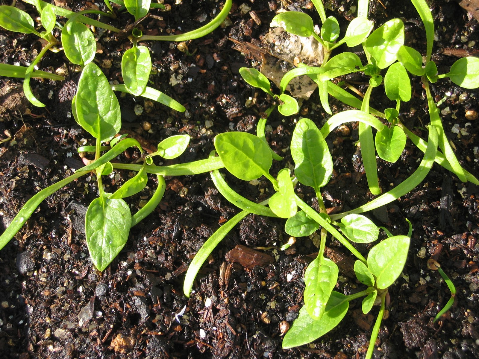 Toni's Square Foot Garden In the Hoop House... baby spinach