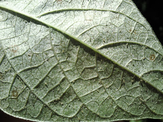 Agrociencias Aculops lycopersici