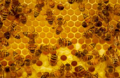 [busy-honey-bees_1712[1]-1.jpg]