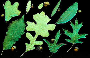 Variation in tree leaves