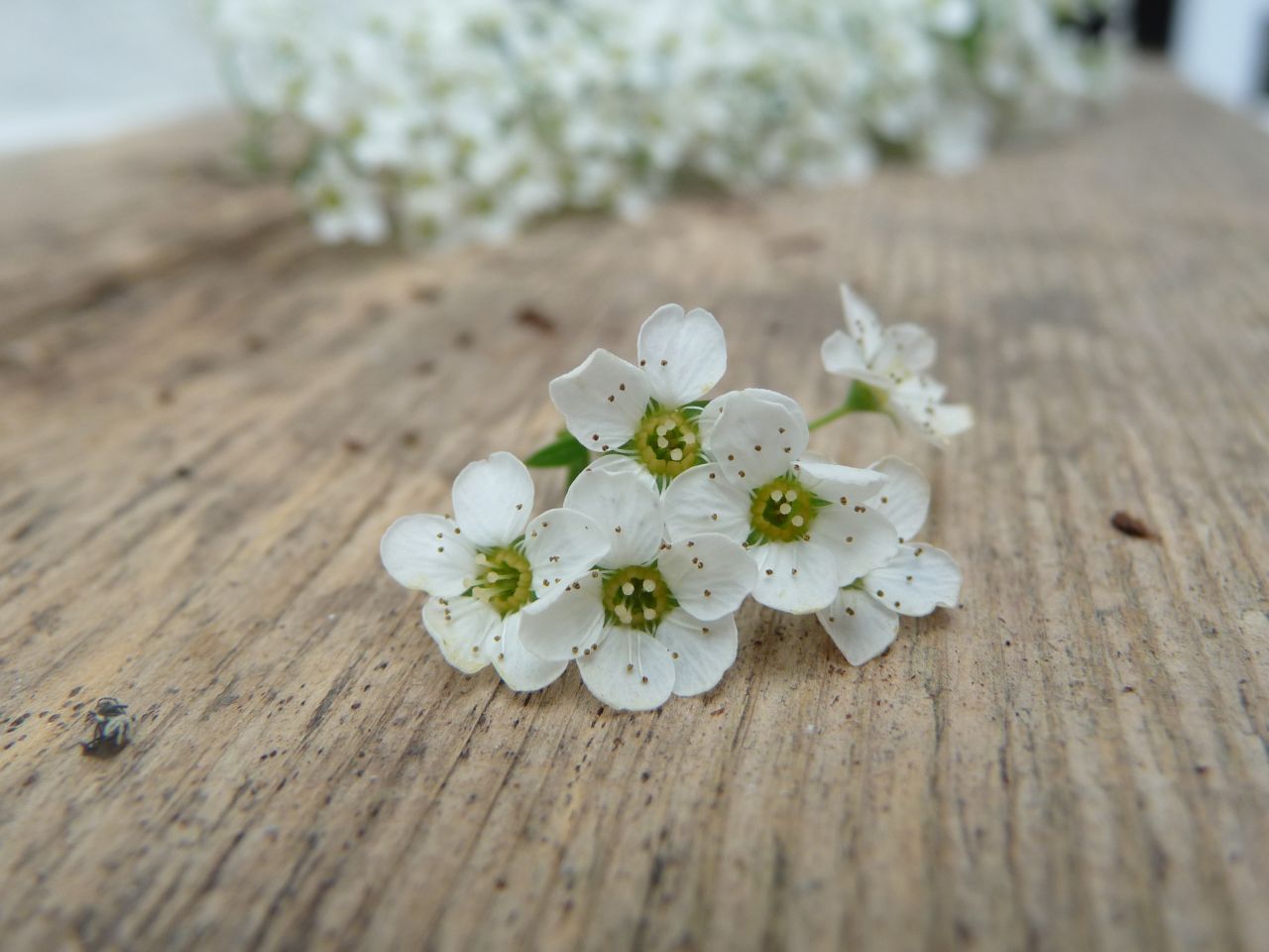 Meine Grune Wiese Mai 2010