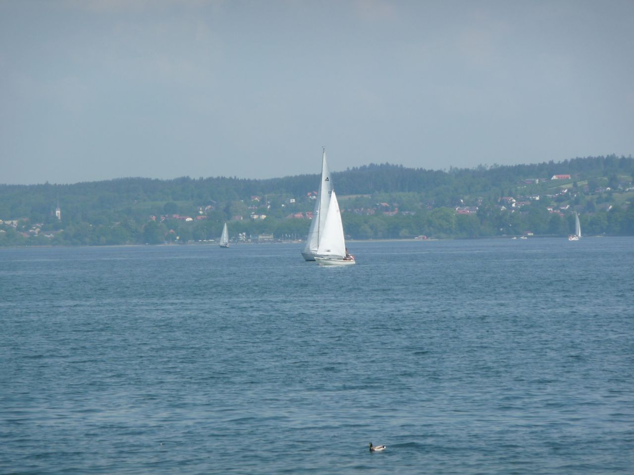 Meine Grune Wiese Mai 2010