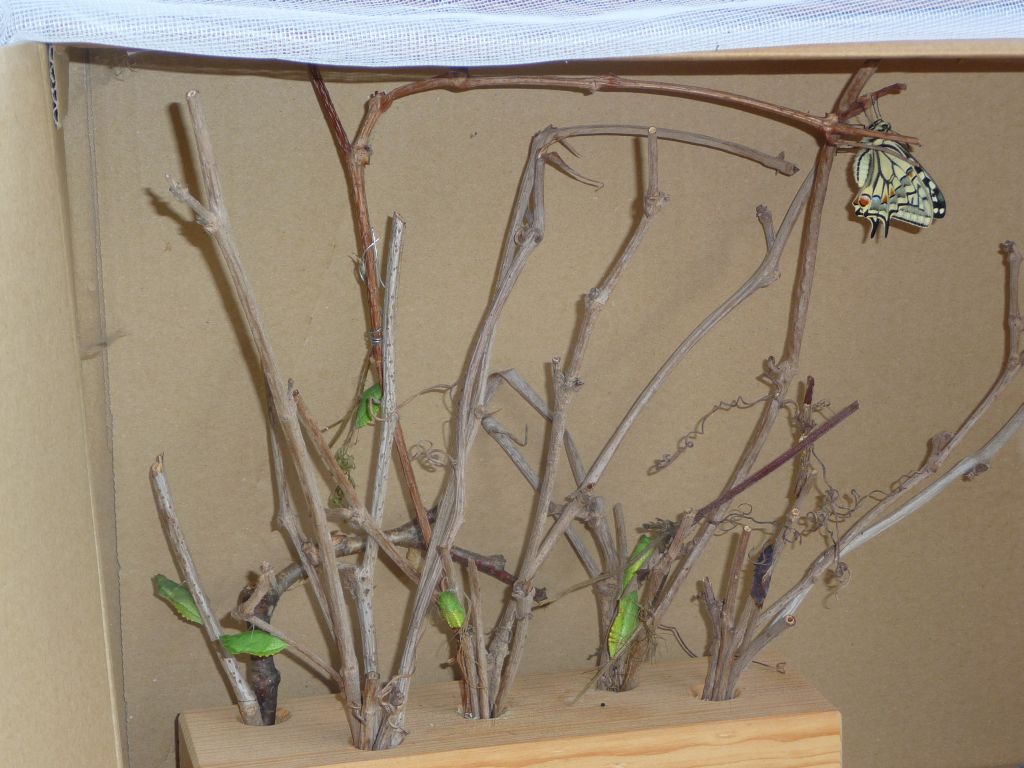 Meine Grune Wiese Mai 2010