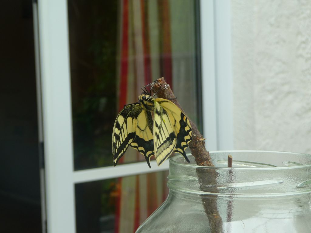 Meine Grune Wiese Mai 2010