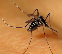 Como evitar Dengue