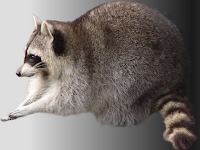 Respuesta a una propuesta