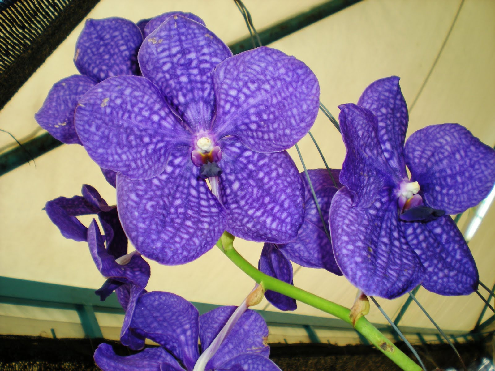 Hati Berdetik dan Berbisik Kenali Orkid  Monopodial