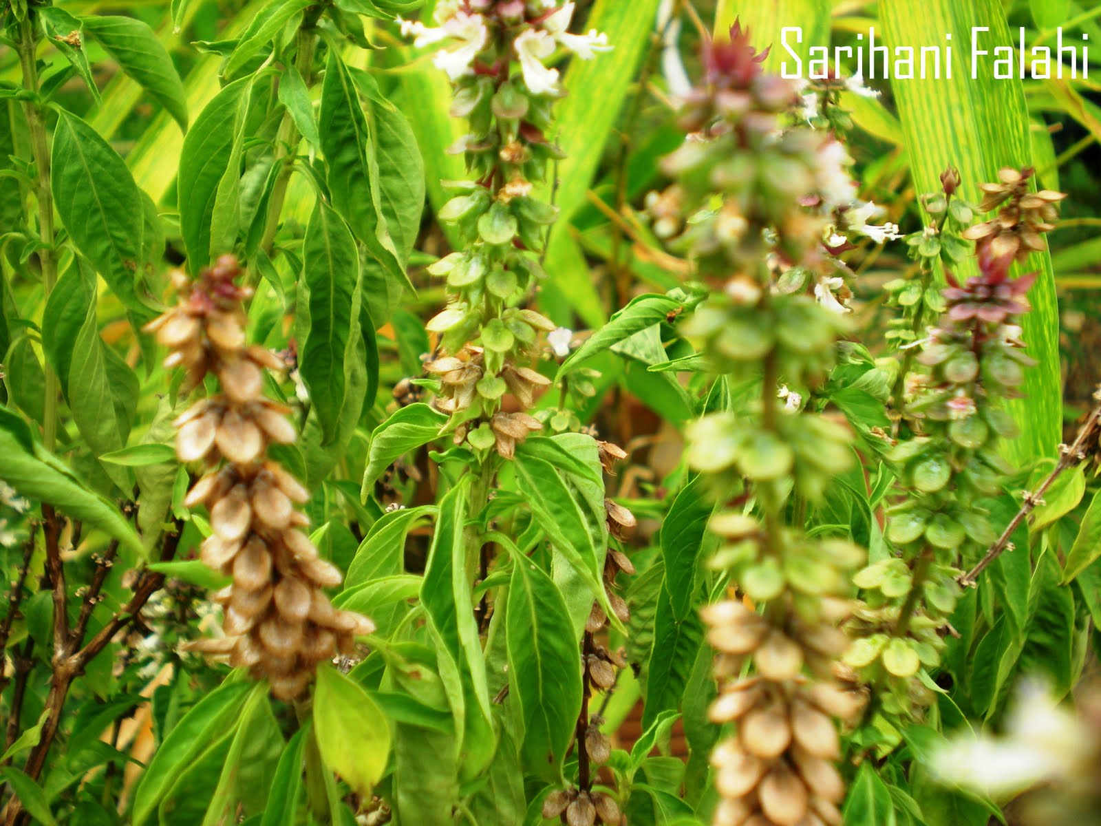 Hati Berdetik dan Berbisik: Pokok Kemangi