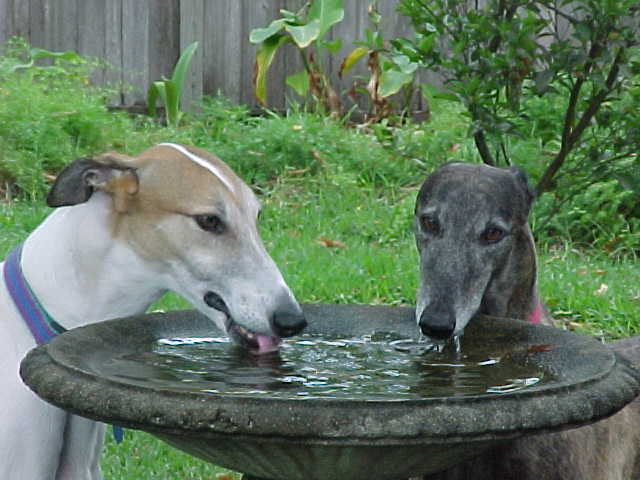 Snoopy and Magic