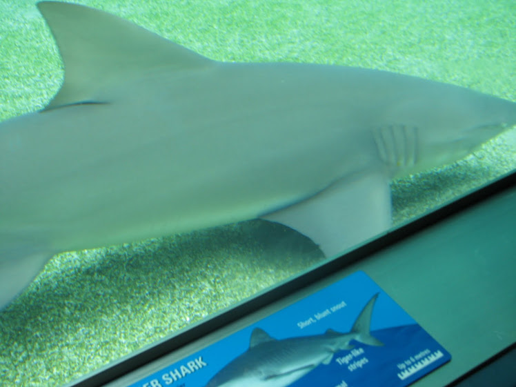 SHARK !!!!!!!!!!