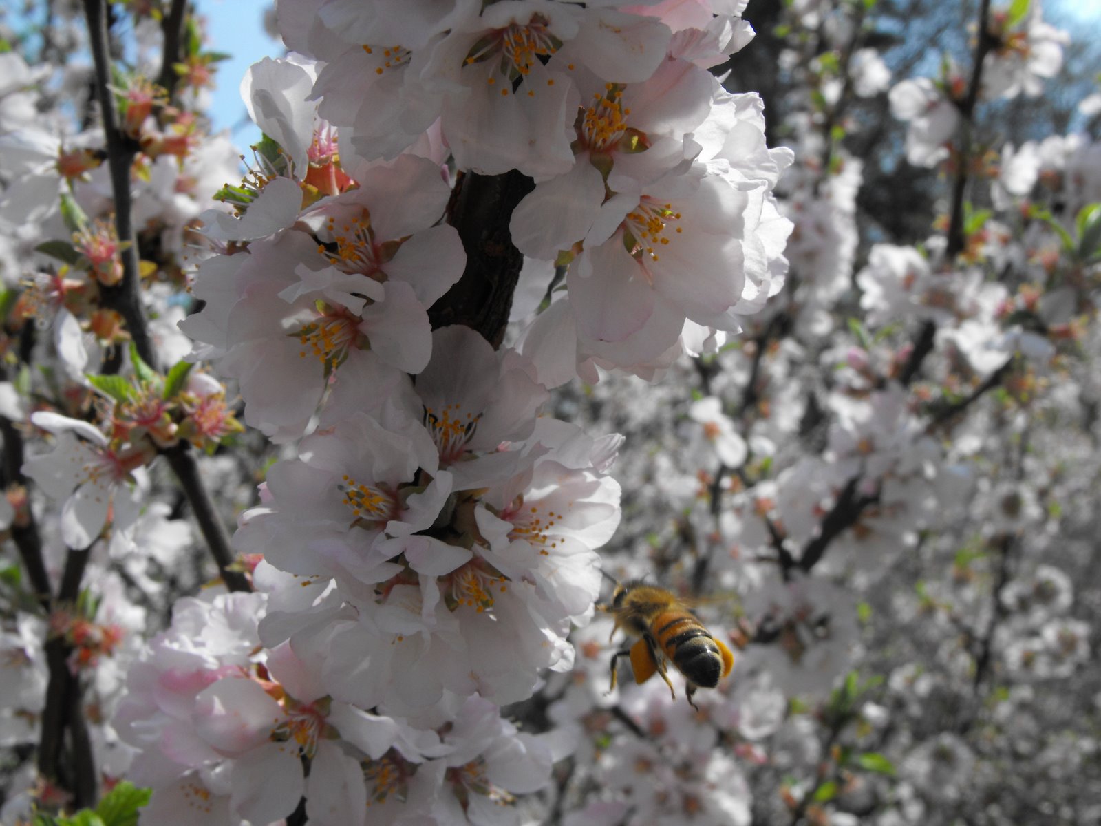 Destination: Changdeokgung (palace) and Biwon, the Secret Garden - South Korea -