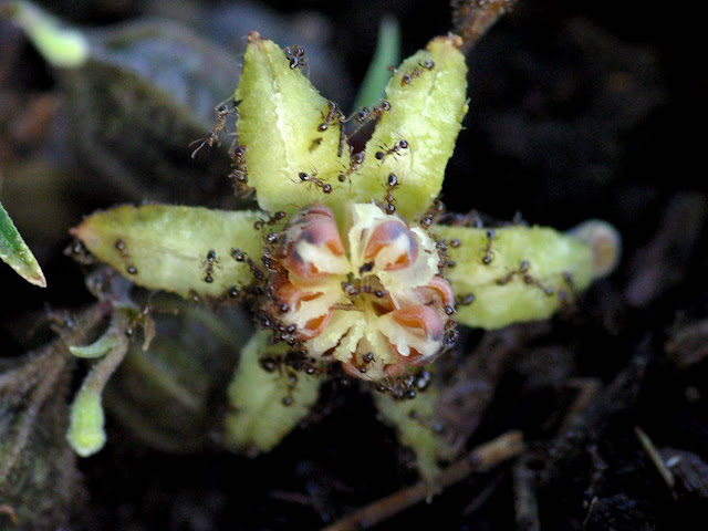 Aristolochia serpentaria - Virginia Snakeroot