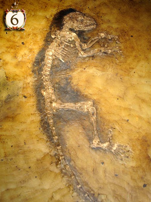 10 The oldest things on Earth Top Strange Things