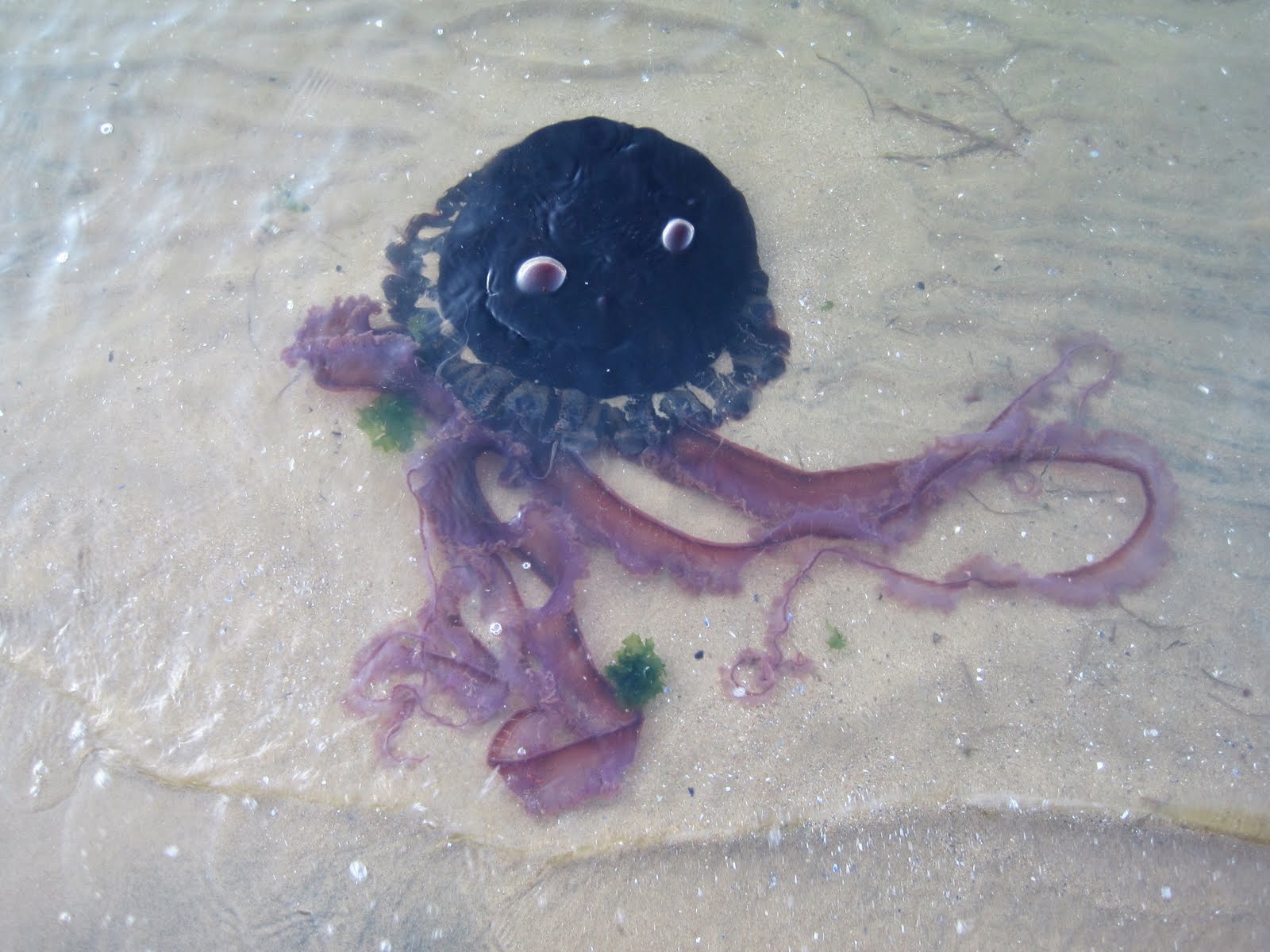 Coronado Daily Photo Rare Black Jellyfish