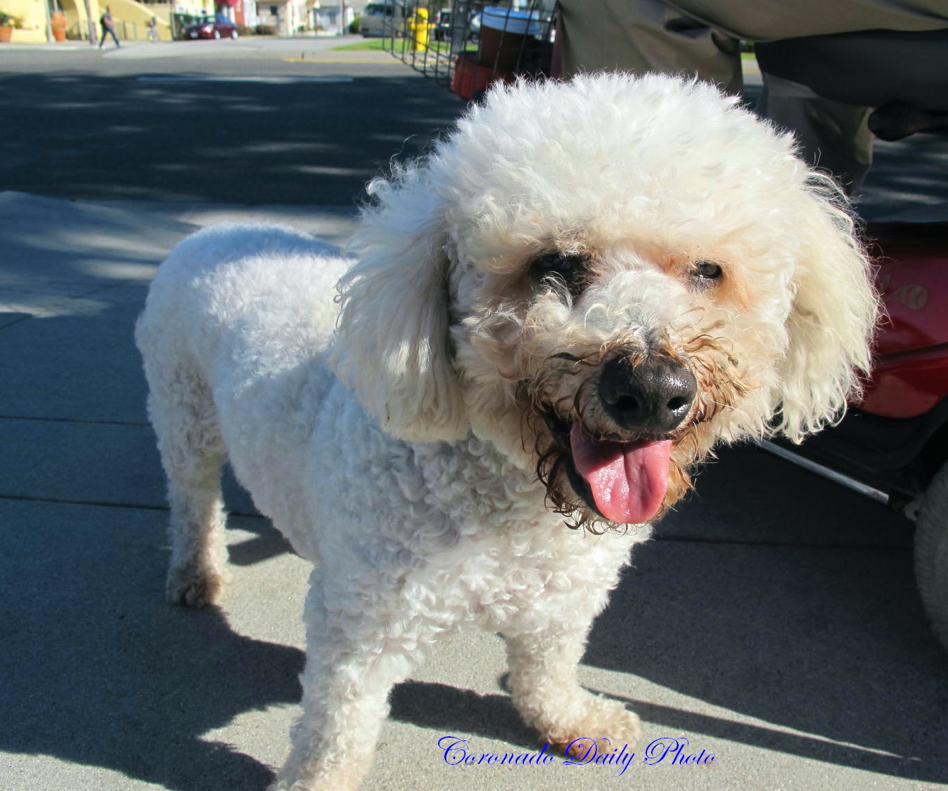 Coronado Daily Photo Meet Cotton The Dog