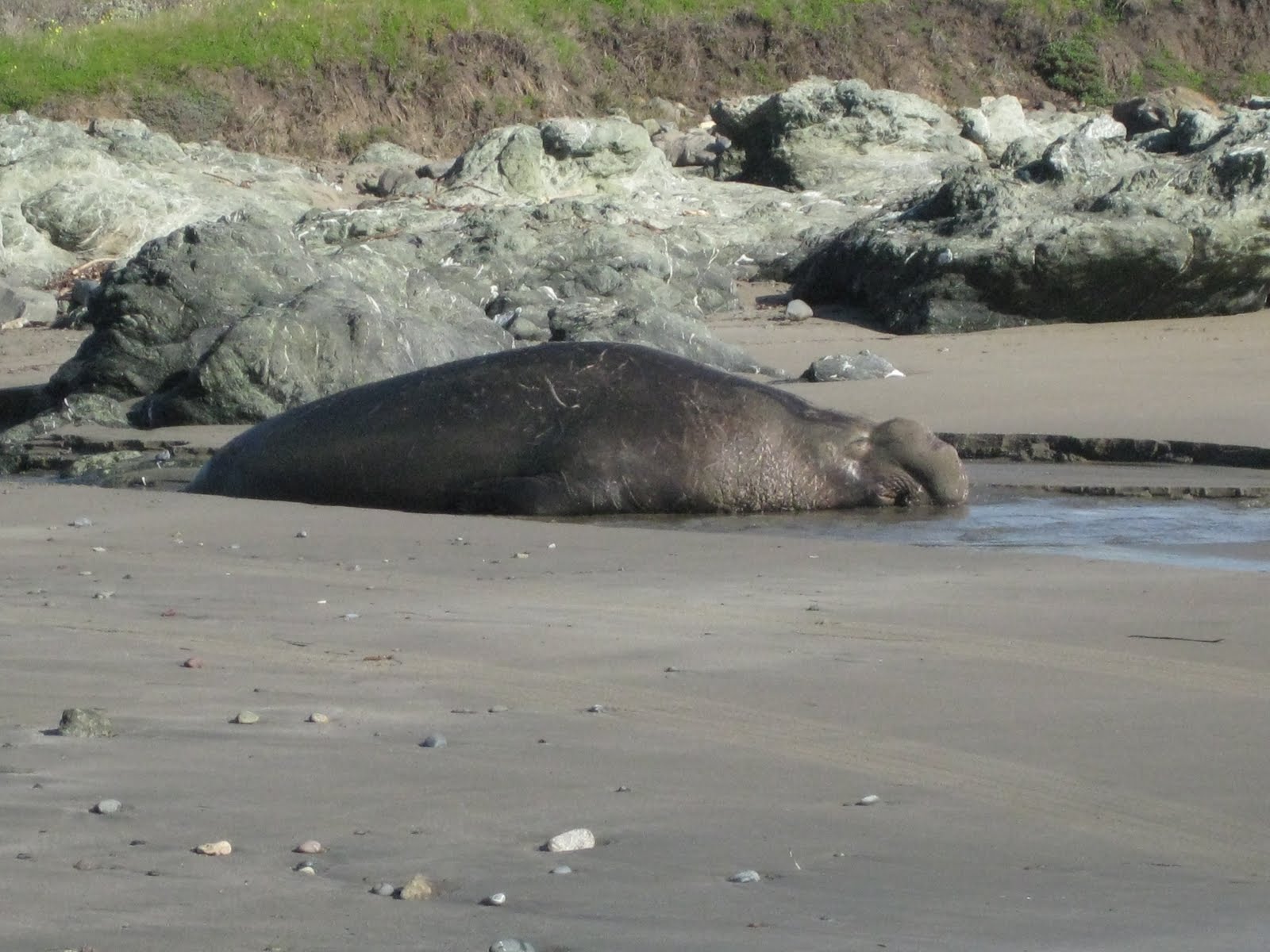 Hummingbird House San Simeon Tide Pools