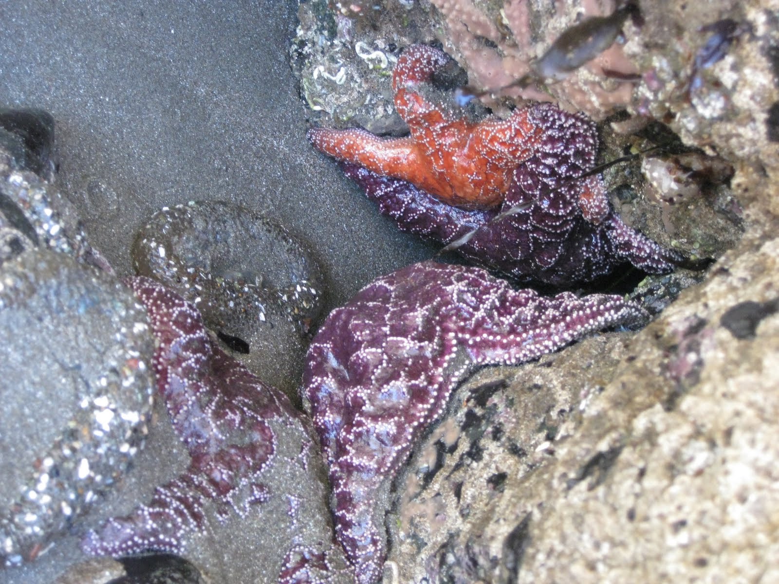 Hummingbird House San Simeon Tide Pools