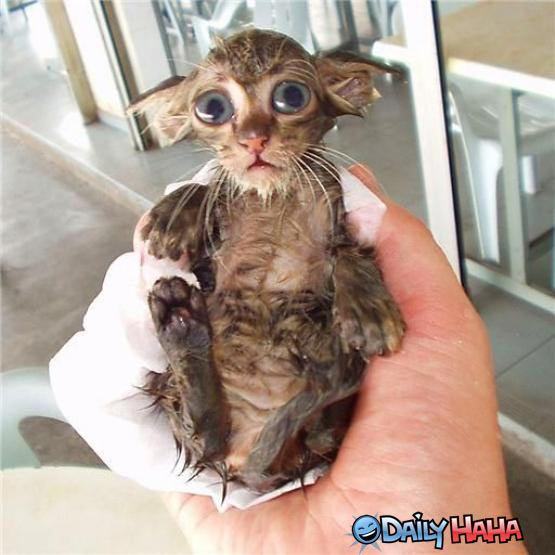 weird_wet_cat.jpg