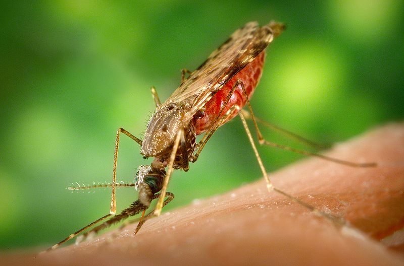 [Anopheles+albimanus+mosquito+from+Wikimedia.jpg]