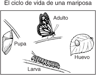 La Chachipedia Las Mariposas