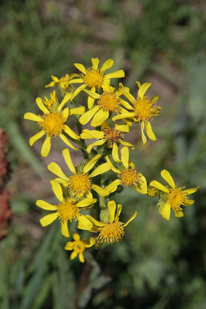 48+ Lambs Tongue Plant Images Plant Phrase