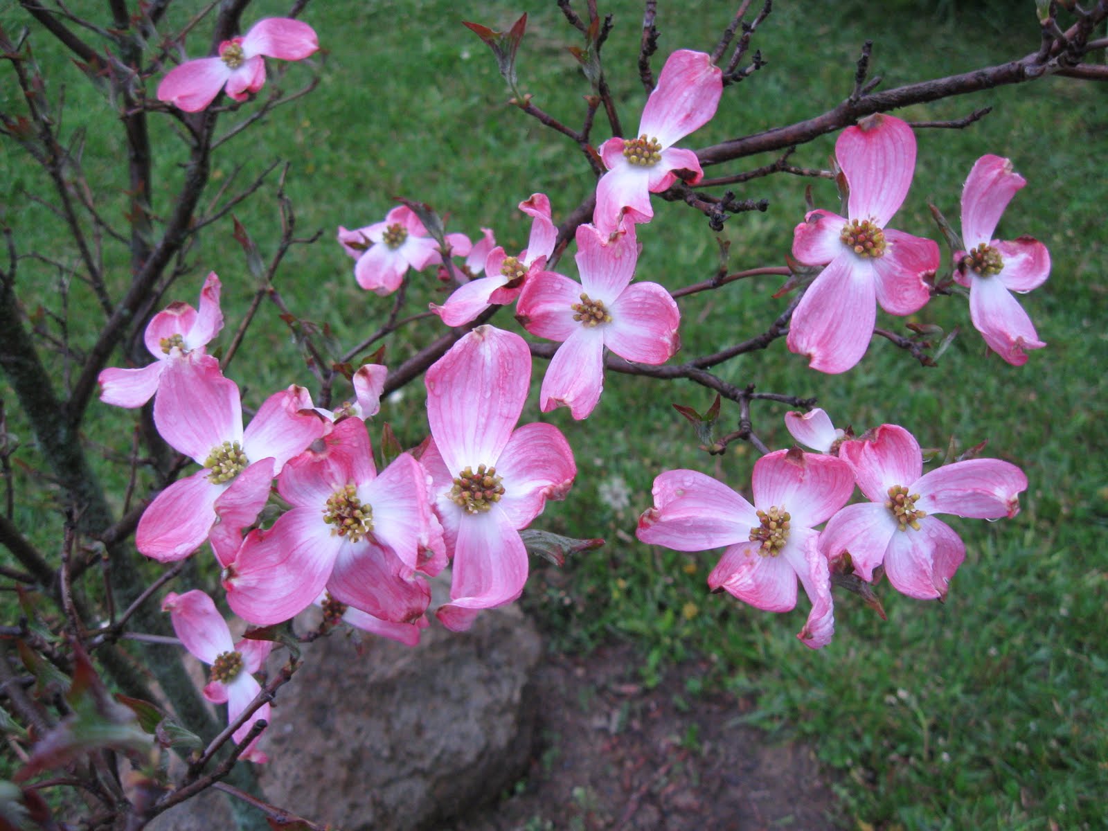 Julena's Place Dogwood in Bloom