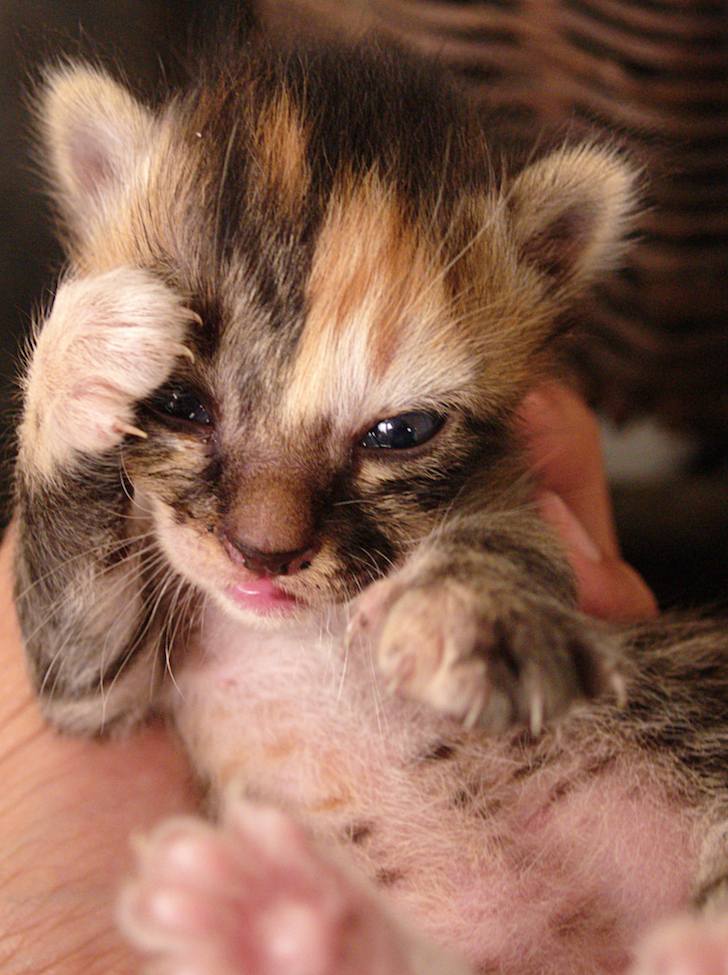 [kittenboxer.jpg]