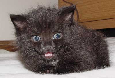[saw6kitty.jpg]