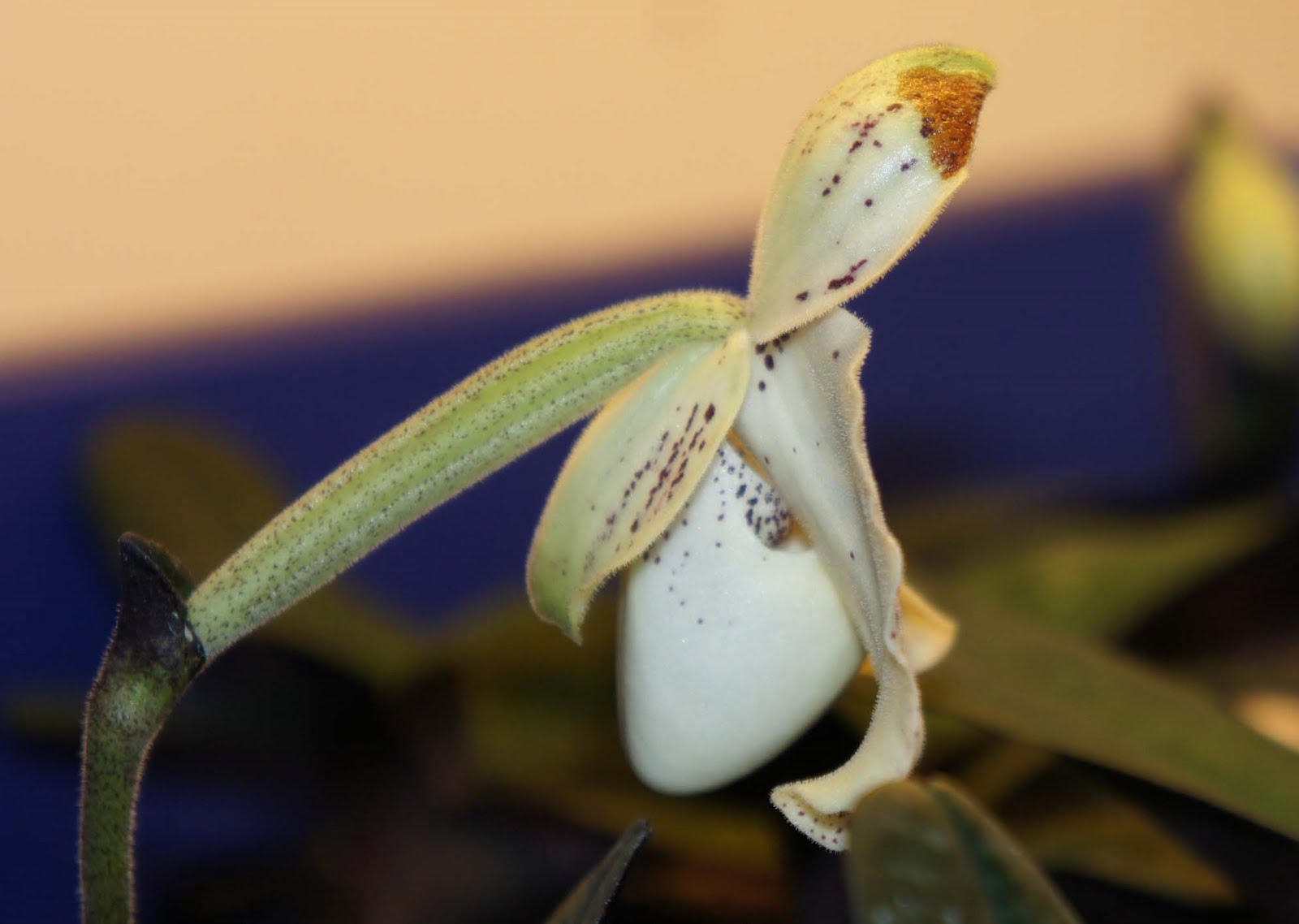 leuco leuco leuco and a deformed leuco | Slippertalk Orchid Forum
