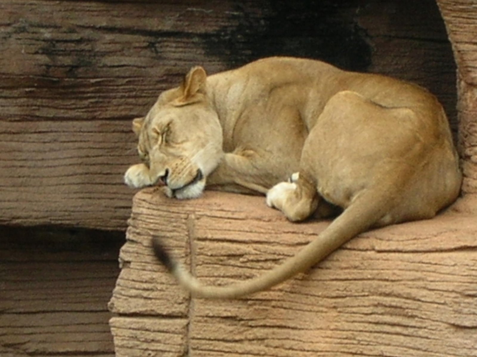 [sleepy-lion.jpg]