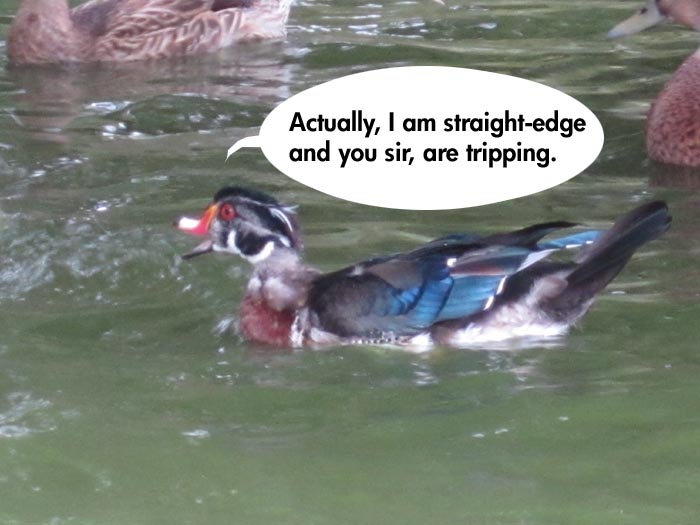 psychedelic_duck_sez2.jpg