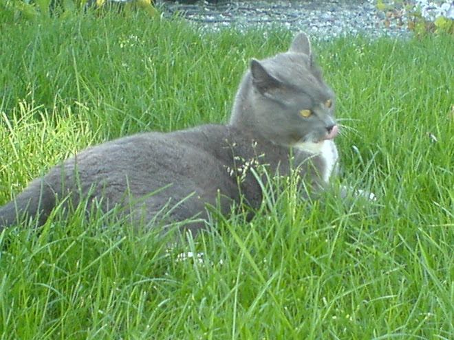 Our housecat Fløffi, 6 years old.