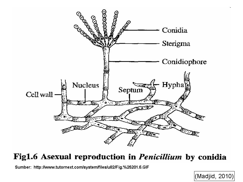 Чем строение пеницилла отличается от строения хлебных. Цикл пеницилла. Нитчатый гриб пеницилл. Жизненный цикл пеницилла схема. Пеницилл строение и размножение.
