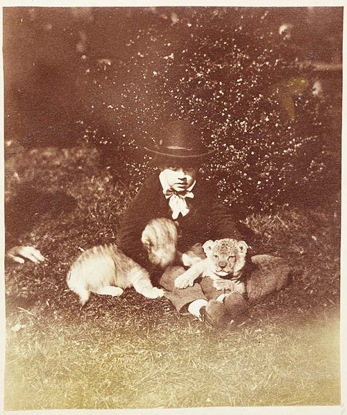Lion Cubs. Photographer: John Dillwyn Llewelyn. Other title : ‘Lion Cubs three weeks old at Clifton Zoological Gardens’. Date: 16 March 1854. Medium: Print taken from a collodion negative.