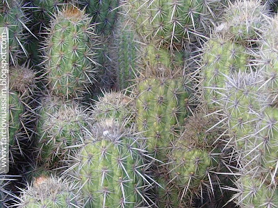 caatinga6.jpg
