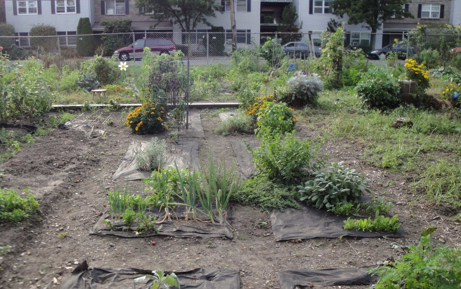Nyack Backyard A Visit to Nyack Community Garden