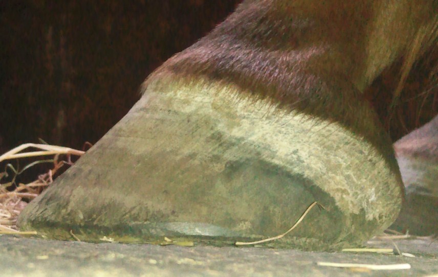 Barefoot Horse Blog Which one is laminitic?