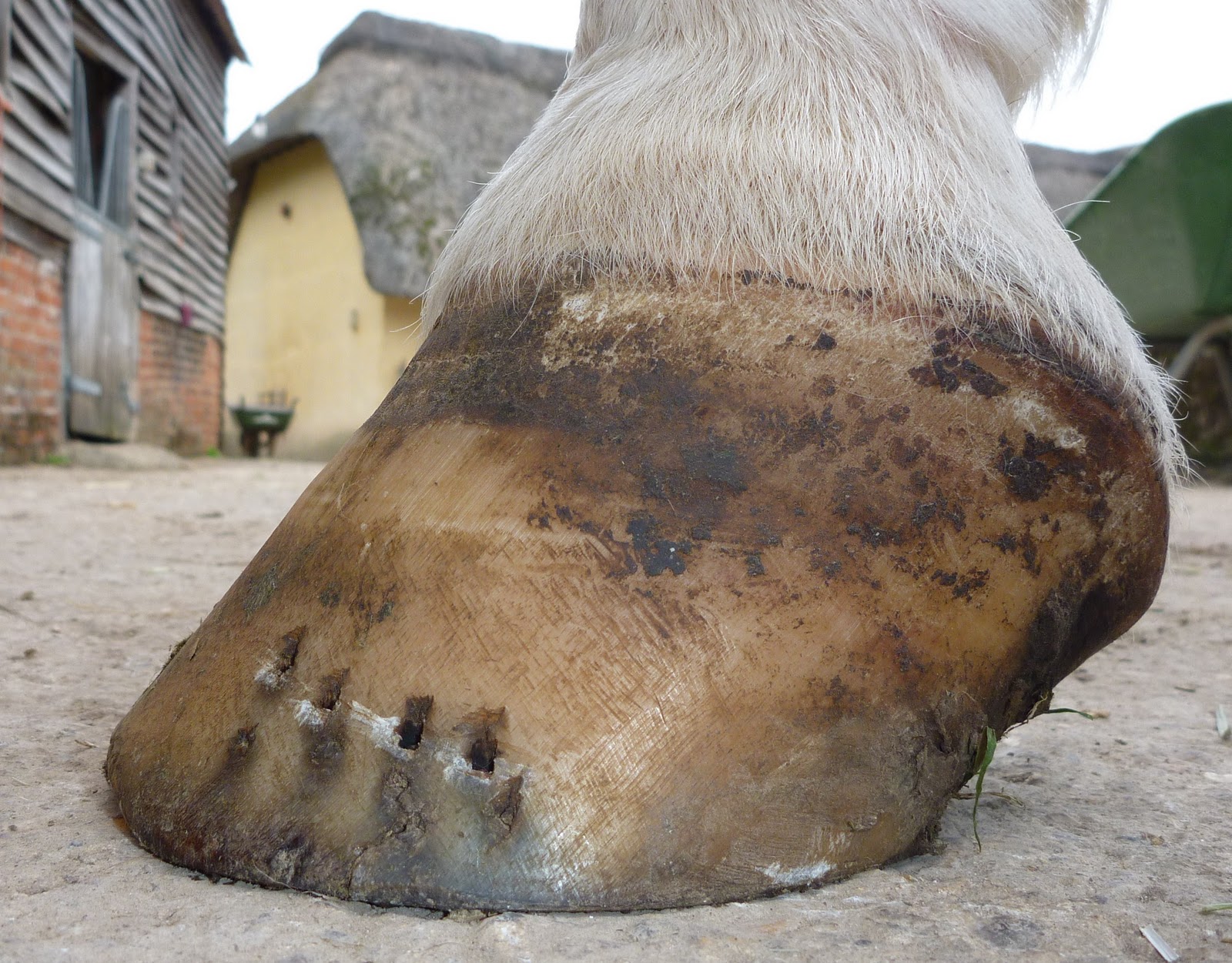 Barefoot Horse Blog First trim post shoe removal from very tall/long foot
