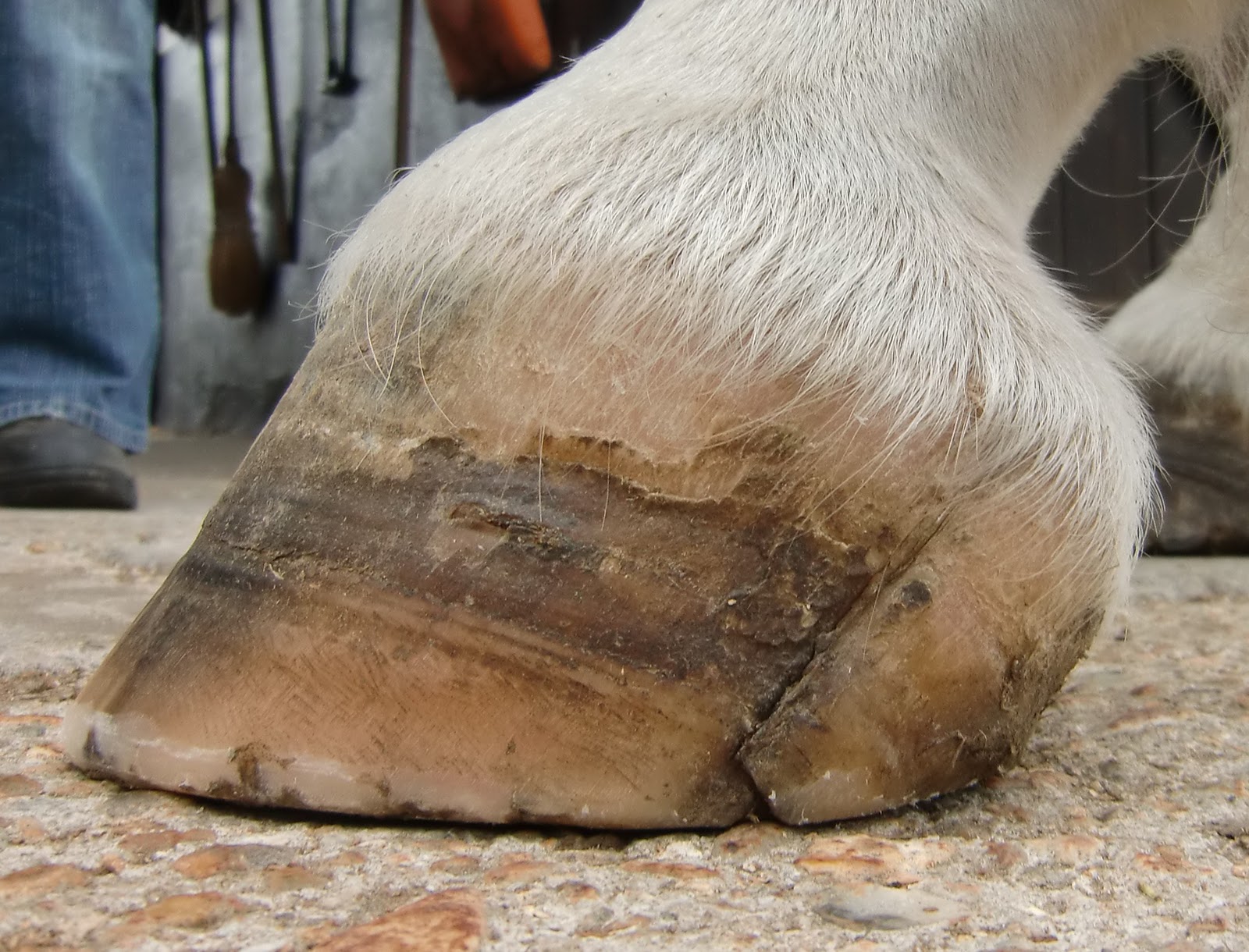 Barefoot Horse Blog Hooves and health