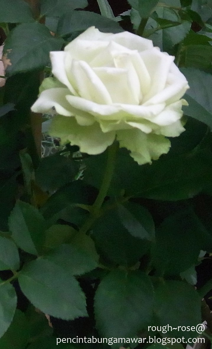 The Rose Lover Pencinta Bunga Mawar The Rose Lover Pencinta Bunga Mawar